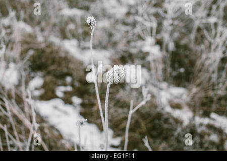 Grass bedeckt an einem nebeligen Wintertag mit Raureif. Stockfoto