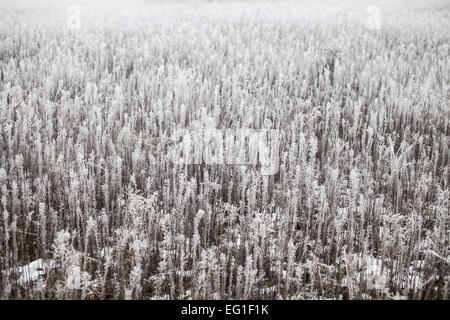 Grass bedeckt an einem nebeligen Wintertag mit Raureif. Stockfoto