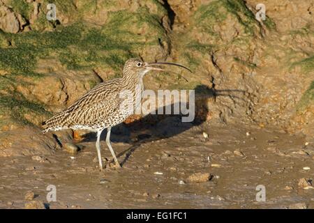 Brachvogel Numenius Arquata fangen und fressen Shore Crab Pirimela Verbreitungsgebiet Stockfoto