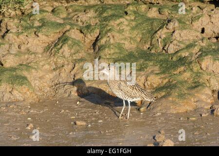 Brachvogel Numenius Arquata fangen und fressen Shore Crab Pirimela Verbreitungsgebiet Stockfoto