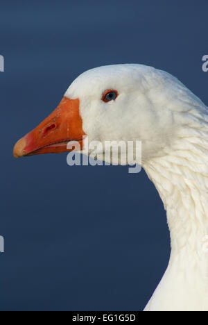 Weiße Gans Kopf Stockfoto