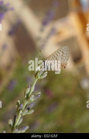 Motte auf Lavendel Stockfoto