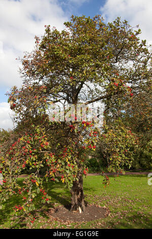 Herbstliche Ansicht von Sorbus Hybrida Gibbsii mit roten Beeren, die in Großbritannien angebaut wurde. Stockfoto