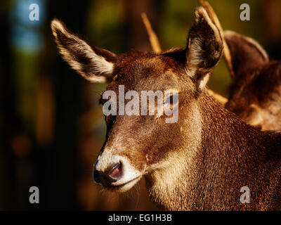 Nahaufnahme von einem weiblichen Weißlippen-Hirsch Stockfoto