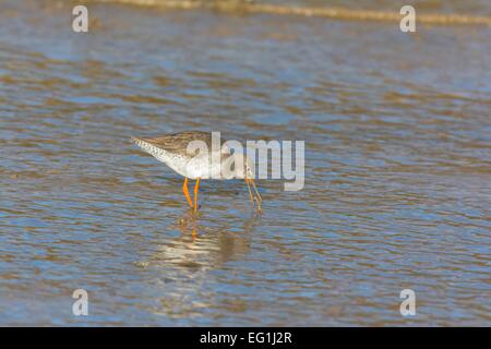 Gemeinsamen Rotschenkel Tringa Totanus Fütterung in schlammige Flussmündung Stockfoto