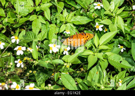 Sebastian Florida, North Hutchinson Orchid Island, Pelican Island National Wildlife Refuge, Gulf Fritillary, Passionsschmetterling, Agrulis Vanillae, Nymphaliden Stockfoto