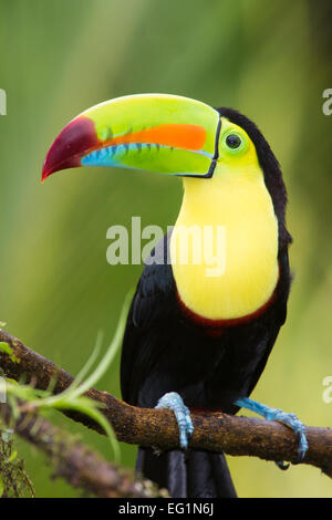 Kiel-billed Toucan (Ramphastos Sulfuratus), Costa Rica Stockfoto