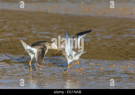 Gemeinsamen Rotschenkel Tringa Totanus, zwei Vögel im Grenzkonflikt, Norfolk, England, Februar Stockfoto