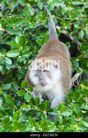 Long-tailed Macaque in Penang/Malaysia in Penang National Park. Stockfoto