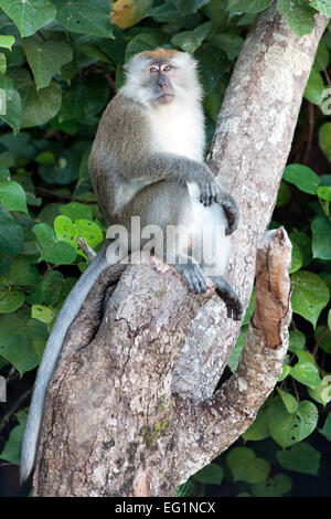 Long-tailed Macaque in Penang/Malaysia in Penang National Park. Stockfoto