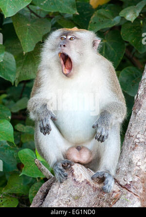 Long-tailed Macaque in Penang/Malaysia in Penang National Park. Stockfoto