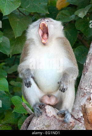 Long-tailed Macaque in Penang/Malaysia in Penang National Park. Stockfoto