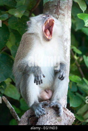 Long-tailed Macaque in Penang/Malaysia in Penang National Park. Stockfoto