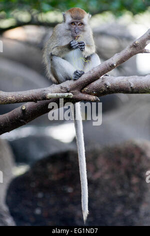 Long-tailed Macaque in Penang/Malaysia in Penang National Park. Stockfoto