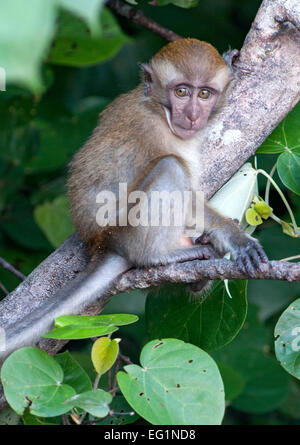 Baby Long-tailed Macaque in Penang/Malaysia in Penang National Park. Stockfoto