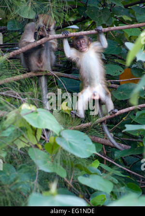 Juvenile Langschwanzmakaken in Penang/Malaysia in Penang National Park. Stockfoto