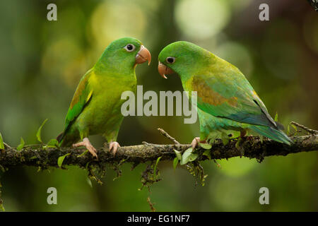 Orange, dass Parakeet (Sperlingsvögel jugularis), Costa Rica Stockfoto