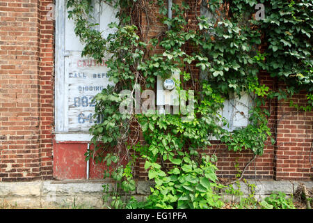 Windows in Ziegelwand mit einer elektrischen meter.and Efeu vernagelt. Stockfoto