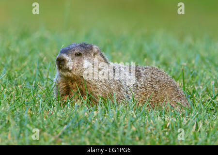 Murmeltier (Marmota Monax) auf einer Wiese. Stockfoto