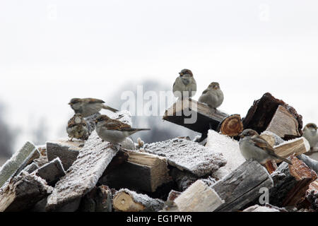 Amüsante Spatzen sitzen auf Feuer Wald mit Raureif im winter Stockfoto