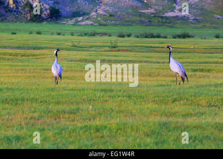 Demoiselle Kran (Anthropoides Virgo) in Rasen, Orkhon Fluss, Bulgan Provinz, Mongolei Stockfoto