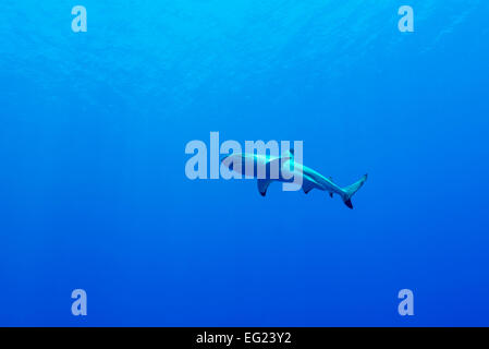 Schwarze Spitze Riffhai. Auf Yap Insel Föderierte Staaten von Mikronesien. Stockfoto