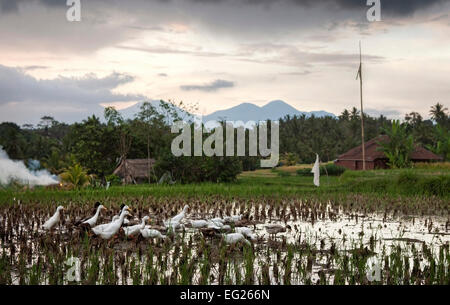 Reisfelder in Bali, Indonesien Stockfoto