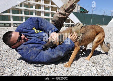 Techn. Sgt. Adam Leslie, 455. Expeditionary Sicherheit Kräfte Gruppe militärische Working Dog Kennel Meister, bereitgestellt von Langley Air Force Base, Virginia, und militärische Gebrauchshund Ruth führen Sie Schulungen durch kontrollierte Aggression bei Bagram Airfield, Afghanistan, 28. April 2013. Kontrollierte Aggression Training schafft Szenarien, in denen das MWD-Team auf eine verdächtige oder nicht identifizierte Person reagiert.  Senior Airman Chris Willis Stockfoto