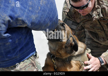 Staff Sgt Joshua Mason, kontrolliert 455. Expeditionary Sicherheit Kräfte Gruppe militärische Working Dog Handler, bereitgestellt von Wright-Patterson Air Force Base, Ohio und militärischer Arbeitshund Ruth durchführen Aggression Training bei Bagram Airfield, Afghanistan, 28. April 2013. Kontrollierte Aggression Training schafft Szenarien, in denen das MWD-Team auf eine verdächtige oder nicht identifizierte Person reagiert.  Senior Airman Chris Willis Stockfoto