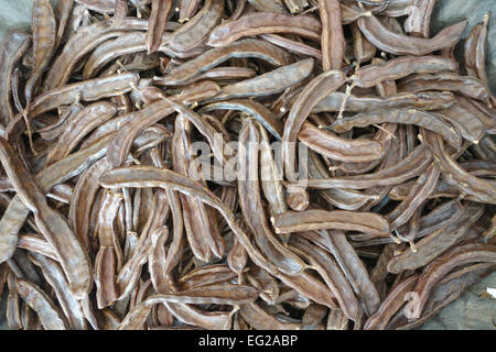 Getrocknete Bohnen von Johannisbrotbaum Baum, St John's-Brot oder Locust Bean, Andalusien, Spanien. Stockfoto