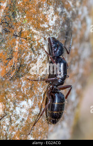 Ameise auf einem Baum Stockfoto