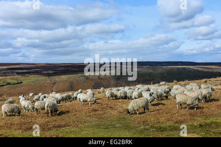 Schafe grasen auf offene Heide tief in den North York Moors National Park an einem hellen Frühlingstag nahe dem Dorf von Goathland, UK. Stockfoto