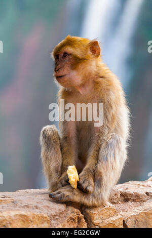 Berberaffe (Macaca Sylvanus) bei den Wasserfällen von Ouzoud, Marokko Stockfoto