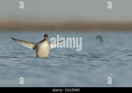 Schwarzhalstaucher (Podiceps Nigricollis) mit Flügeln Stockfoto