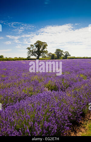 Die wachsende Hauptfelder in Somerset Lavender Farm in Faulkland, Somerset, England, UK Stockfoto