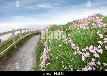 wilde Blumen entlang einer Klippe gehen weg in County Kerry Irland auf dem Wilden Atlantik Weg Stockfoto