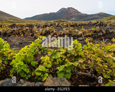 Weinreben wachsen auf den schwarzen vulkanischen Böden am Vulkan Teneguia (oben) auf der Kanareninsel La Palma. Stockfoto