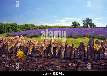 Die wachsende Hauptfelder betrachtet über eine Trockenmauer an Somerset Lavender Farm in Faulkland, Somerset, England, UK Stockfoto