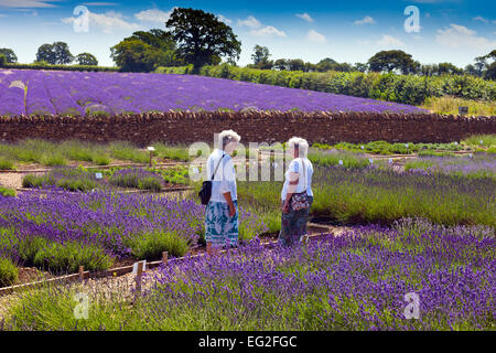 Eine Darstellung von den verschiedenen Sorten von Lavendel verkauft an Somerset Lavender Farm in Faulkland, Somerset, England, UK Stockfoto