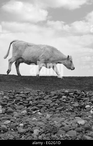 einsame Kuh Fütterung aus dem Rasen des County Kerry Irland auf dem Wilden Atlantik Weg in schwarz / weiß Stockfoto