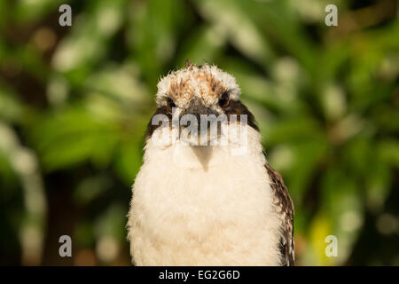 Eine Nahaufnahme Foto von einem Laughing Kookaburra auf einem Zaun an der Ost Küste von New South Wales, Australien. Stockfoto