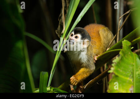 Mittelamerikanische Totenkopfaffen (Saimiri Oerstedii), Corcovado Nationalpark, Costa Rica Stockfoto