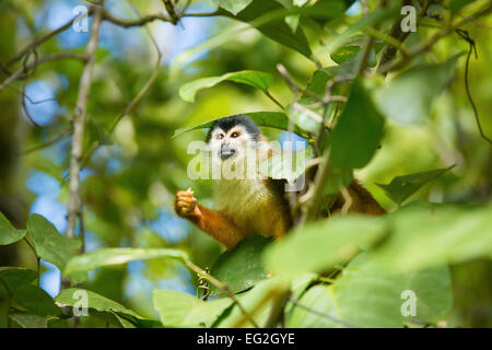 Mittelamerikanische Totenkopfaffen (Saimiri Oerstedii), Corcovado Nationalpark, Costa Rica Stockfoto