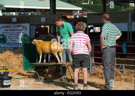 Die Menschen sehen als Konkurrent in der beltex Schafe Klasse, von männlichen Bauern Eigentümer gebürstet wird, bevor er den Wettbewerb - Tolle Yorkshire, England, UK. Stockfoto