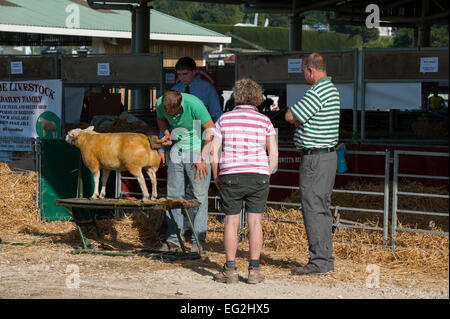 Die Menschen sehen als Konkurrent in der beltex Schafe Klasse, von männlichen Bauern Eigentümer gebürstet wird, bevor er den Wettbewerb - Tolle Yorkshire, England, UK. Stockfoto