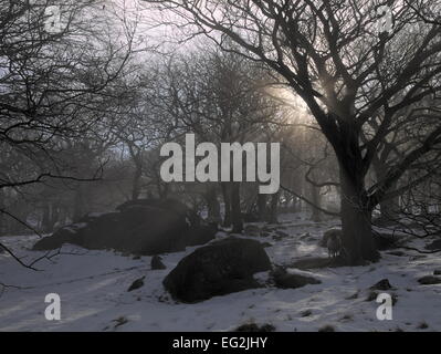 Schafe schützt vor Schnee und Kälte in kauen Stück Plantage. Stockfoto