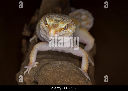 Schließen Porträt einer Gecko vor der Kamera und geradeaus schauen und posieren. Stockfoto