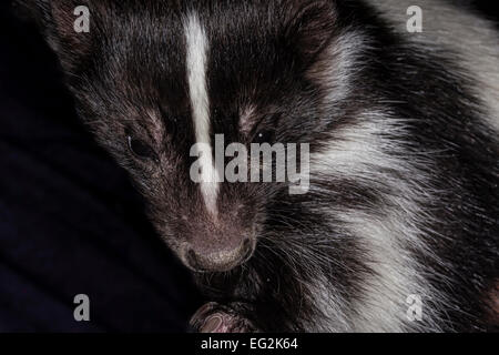 Foto von einem Stinktier zeigt nur den Kopf mit detaillierten Haar hautnah Stockfoto