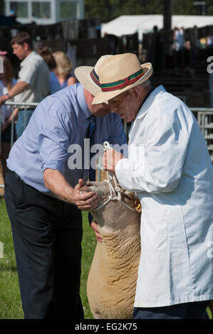 An einem sonnigen Sommertag, Schafe (durch männliche Handler gehalten) konkurrieren in Farm Wettbewerb und sind durch einen Richter geprüft - Die große Yorkshire, England, UK. Stockfoto