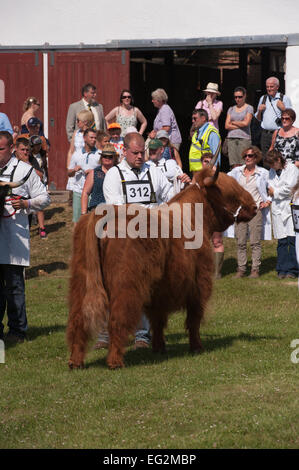 Gepflegte und gut erzogene, Highland Cattle stand mit männlichen Handler im show Ring für die Beurteilung - Tolle Yorkshire zeigen, Harrogate, England bereit. UK. Stockfoto